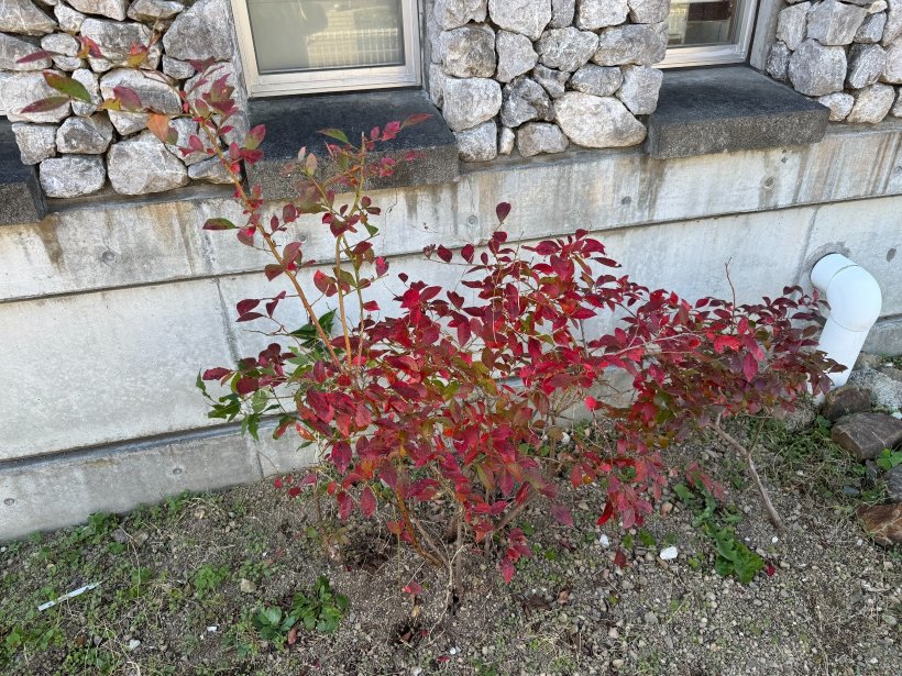 葉っぱが赤くなったブルーベリーの木